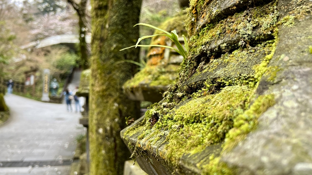 苔むした石灯籠の質感を近くで写した参道の風景