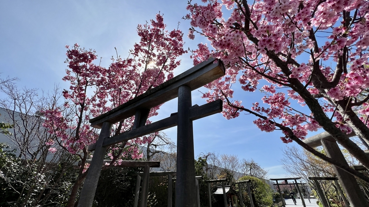 A wooden torii gate and approach path with pink cherry blossoms against a blue sky