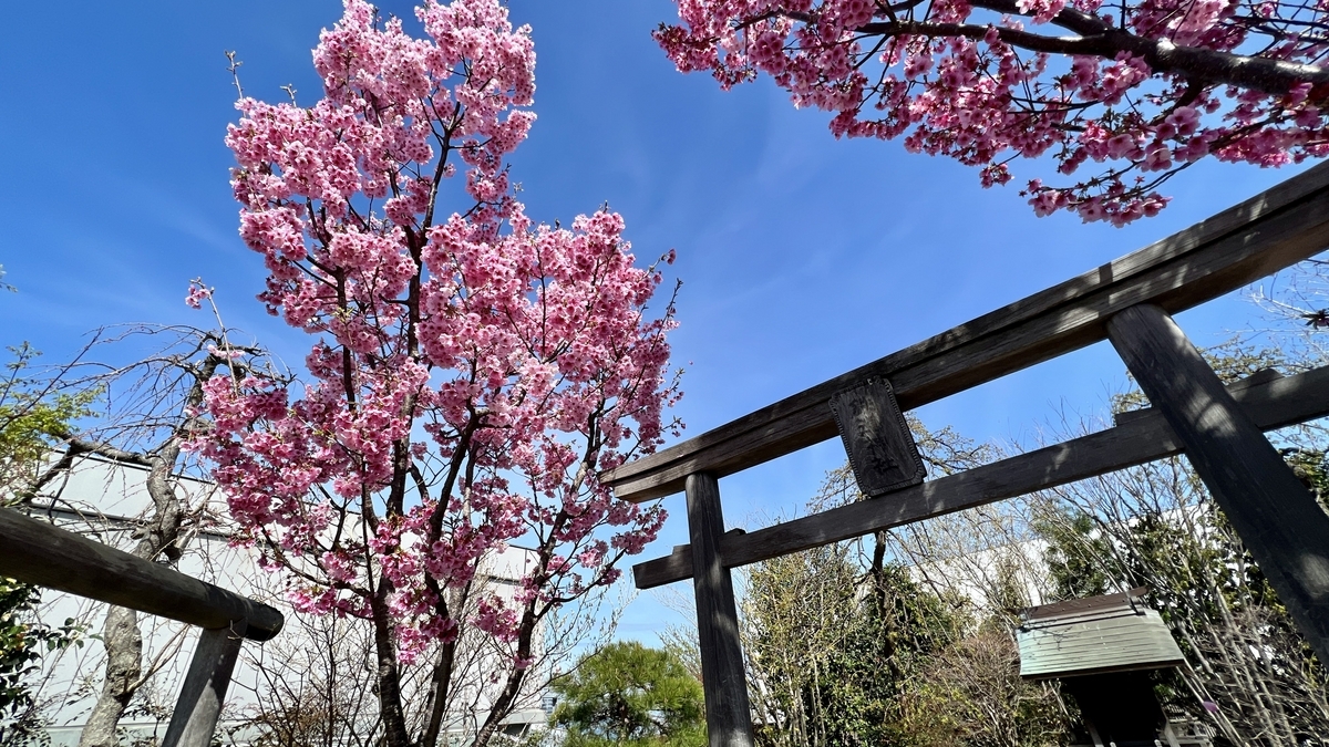 A wooden torii gate and signboard framed by deep pink cherry blossoms and blue sky