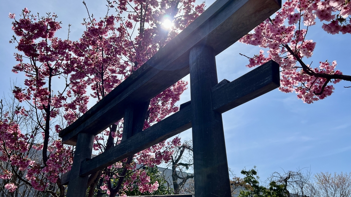 A wooden torii gate and backlit sun seen through cherry blossoms