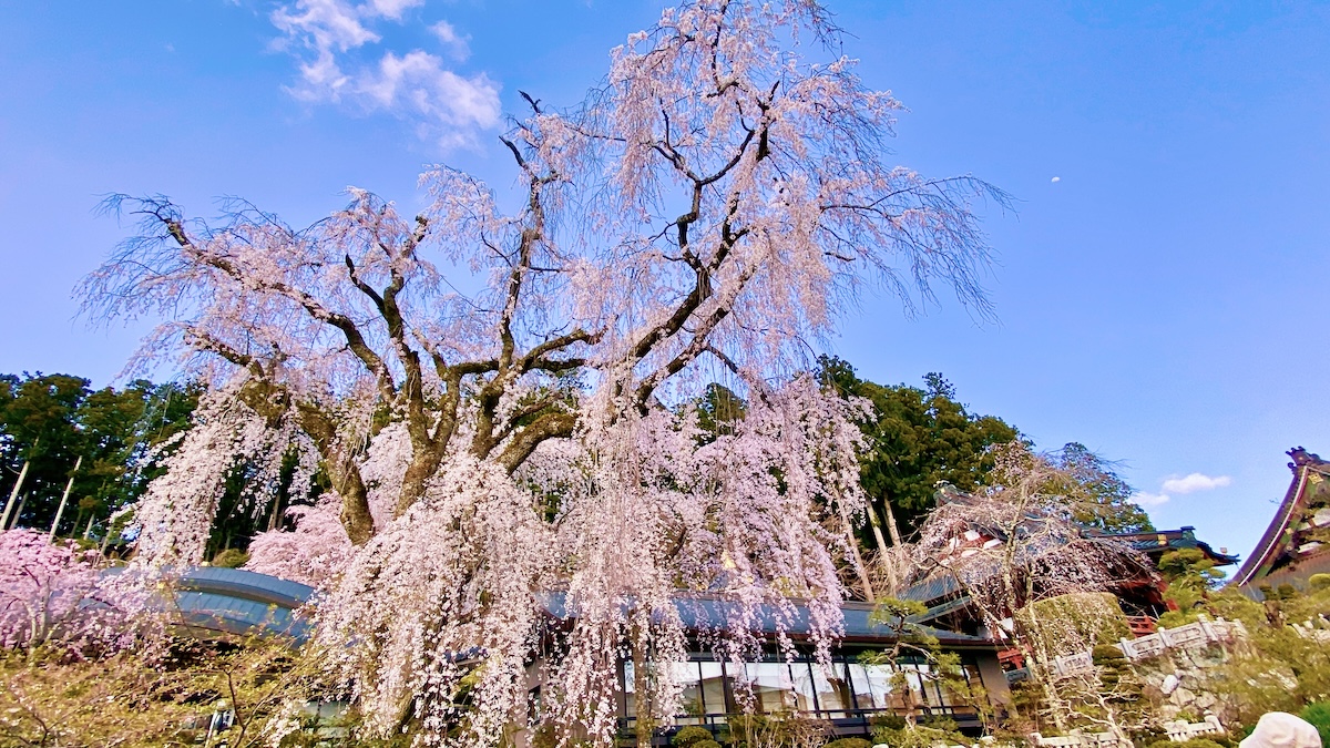 Cherry Tree