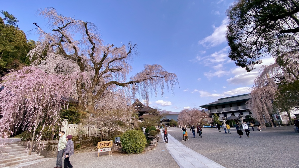 Cherry Tree