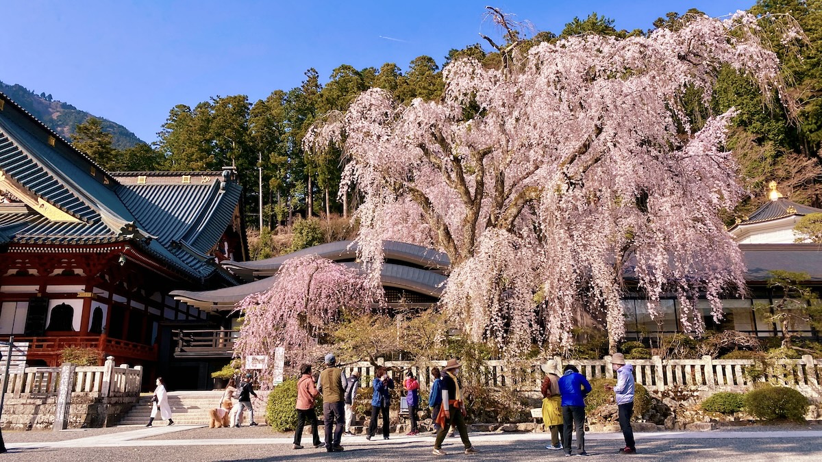 Cherry Tree