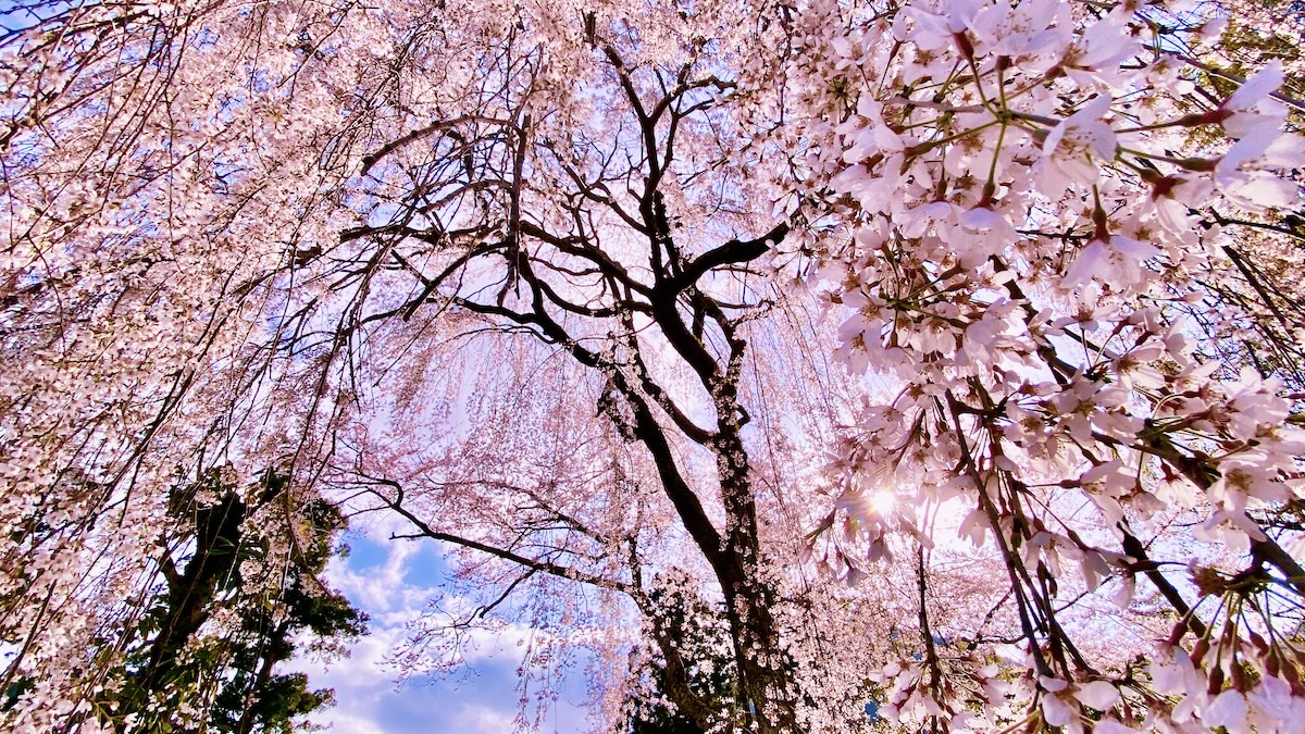 Cherry Tree