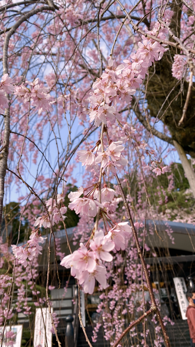 Cherry Tree