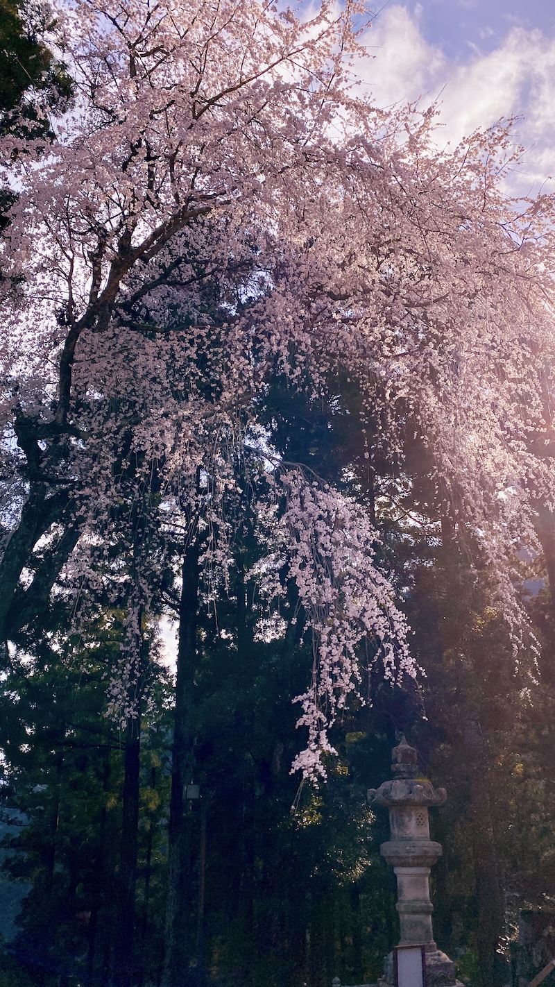 Cherry Tree