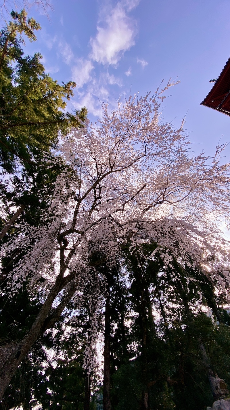 Cherry Tree