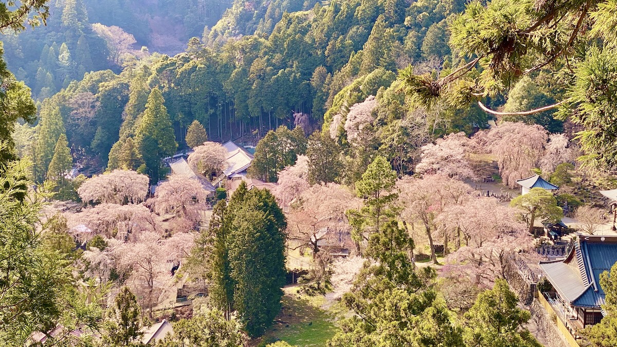Cherry Tree
