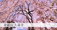 桜の美しさここに極まる。身延山久遠寺「巨大枝垂れ桜」