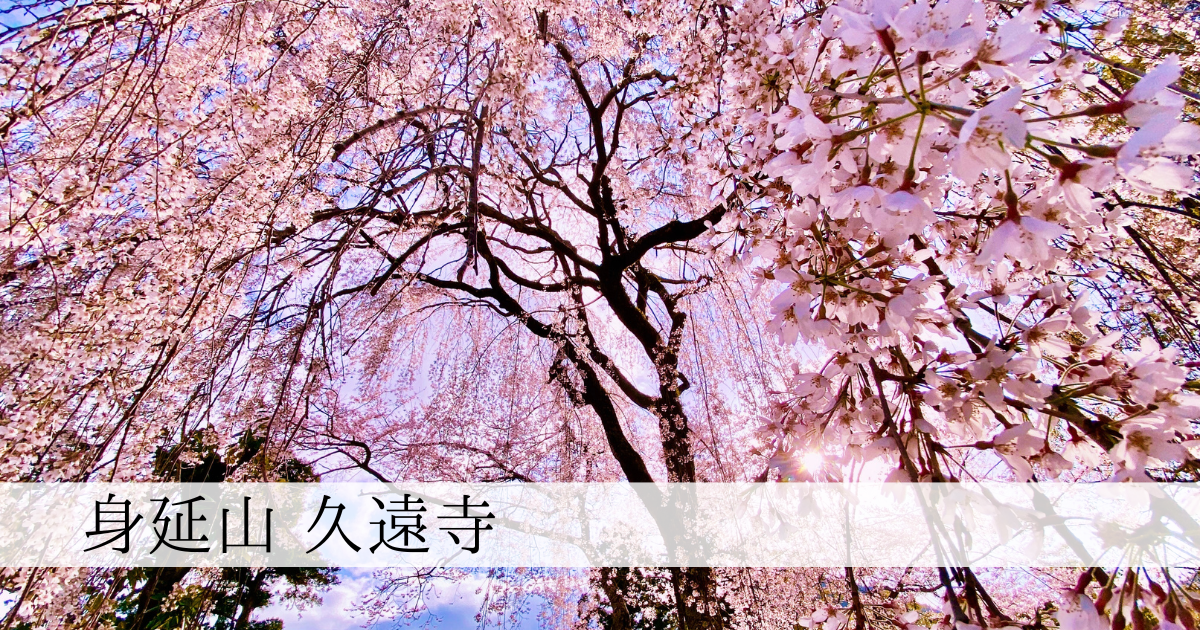 桜の美しさここに極まる。身延山久遠寺「巨大枝垂れ桜」
