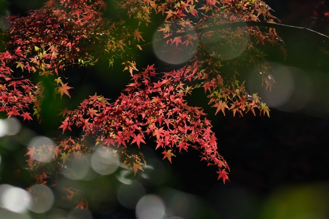 Meiji Shrine