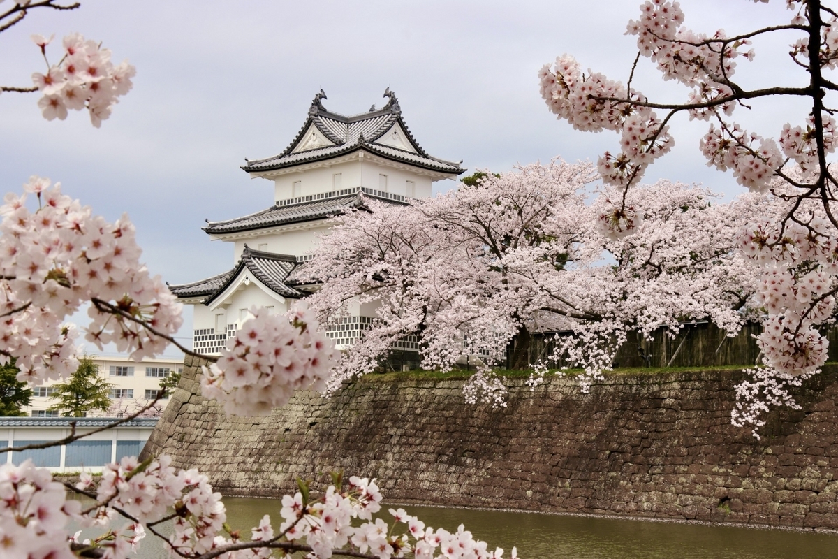 Cherry Blossoms and Shibata Castle