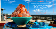 TOTOCO Odawara: A super popular spot to enjoy fresh seafood in Odawara