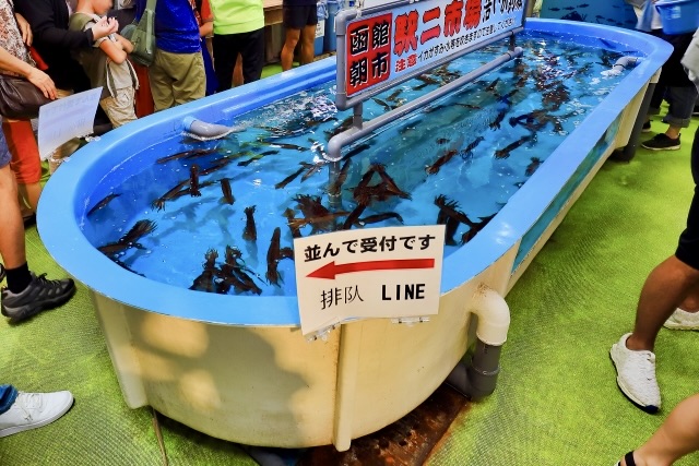 釣魷魚