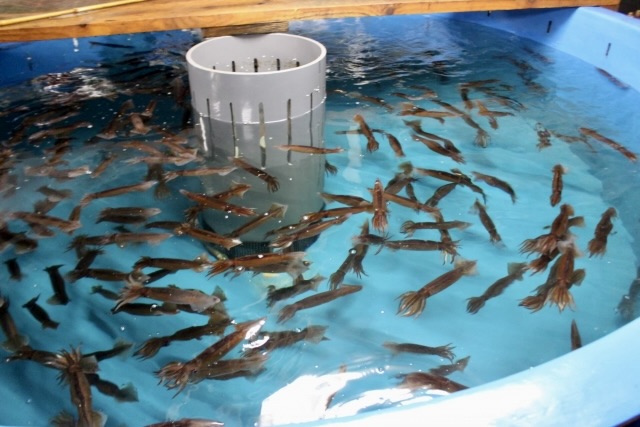 釣魷魚