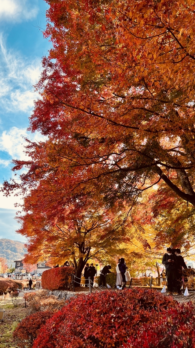 Lake Kawaguchi Maple Corridor