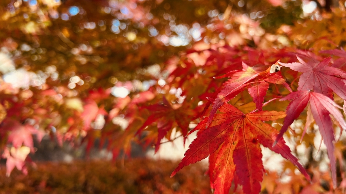 Lake Kawaguchi Maple Corridor