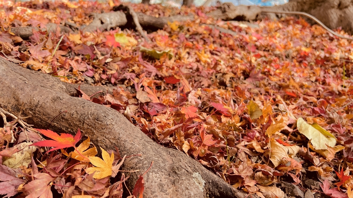 Autumn Leaves