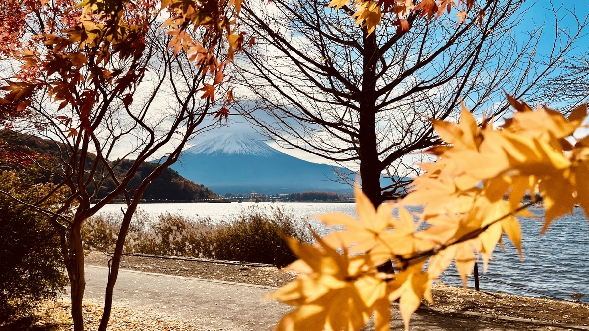 Golden ginkgo trees and Mount Fuji