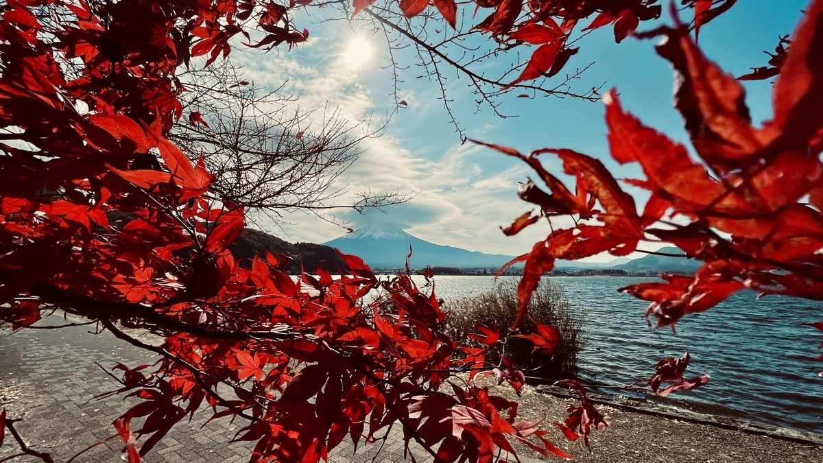 Vibrant red maples and Mount Fuji