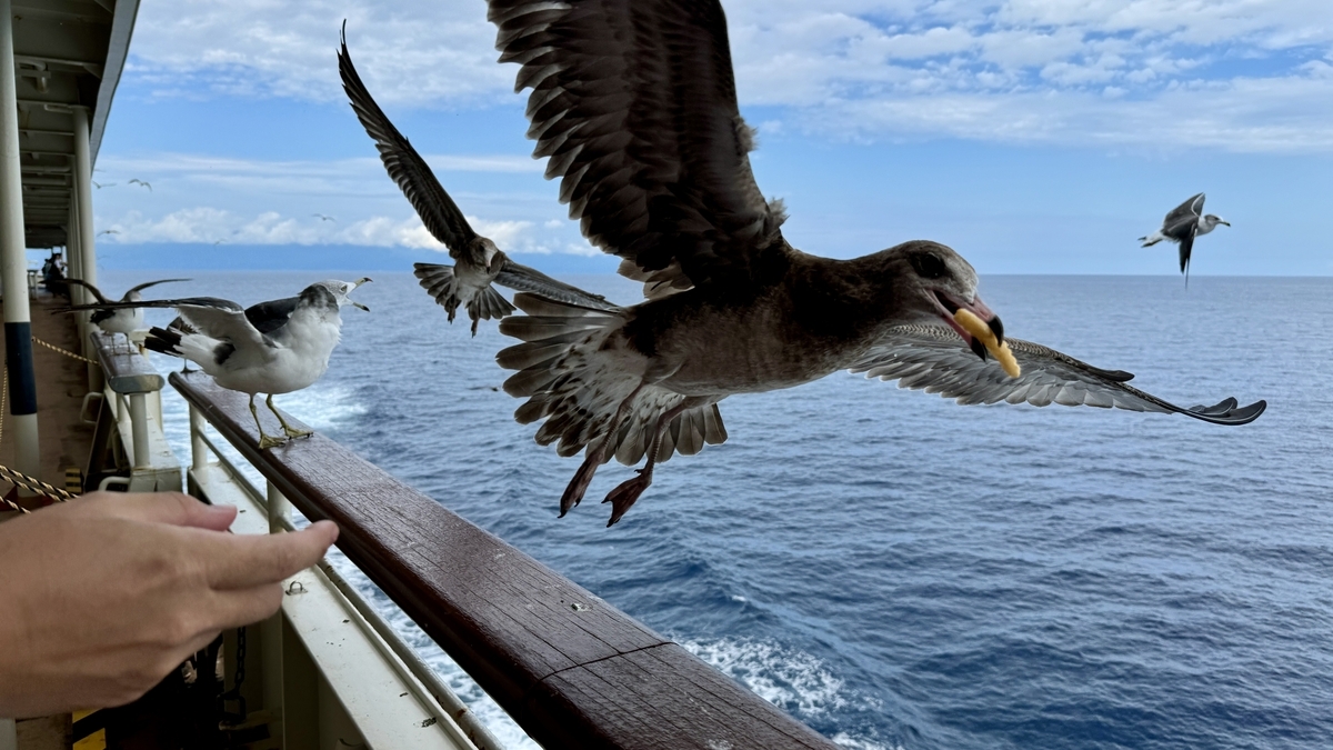 Gaviotas