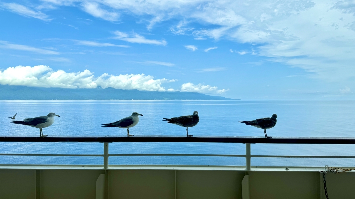 Gaviotas