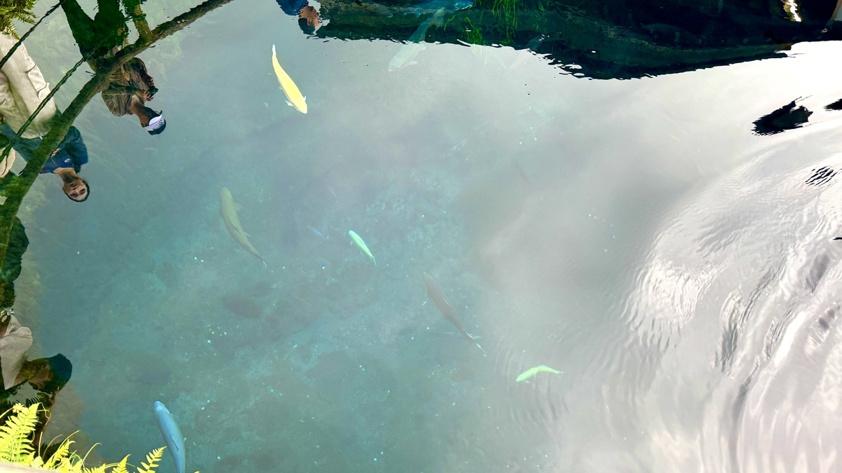 A clear view into Nakai-ike pond