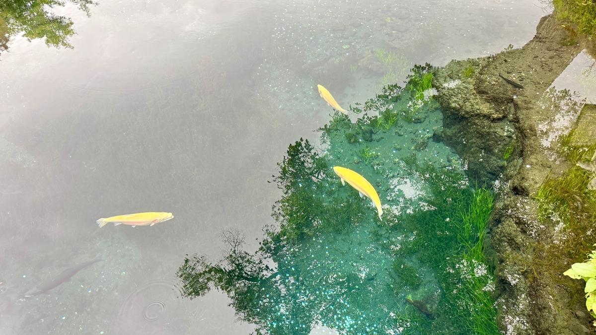 Fish swimming in Wakuike pond