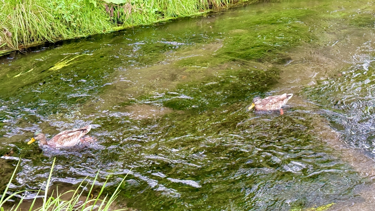 Ducks swimming in the stream