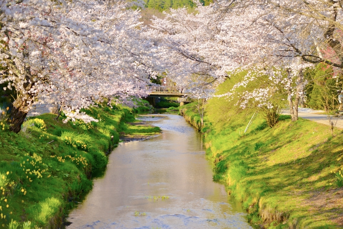 Walkway and cherry blossoms
