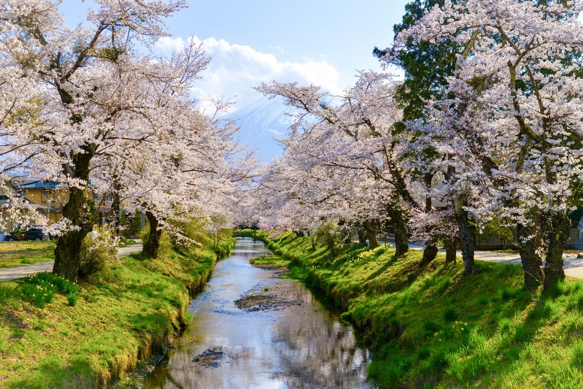 Mount Fuji, cherry blossoms, and spring water