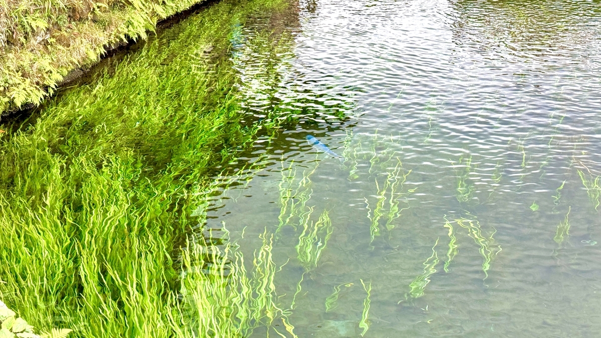 Crystal-clear pond