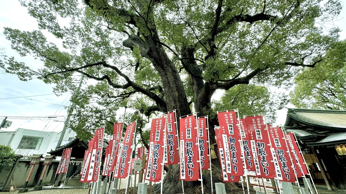 Camphor Tree