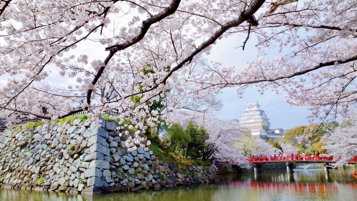 Himeji Castle with cherry blossoms