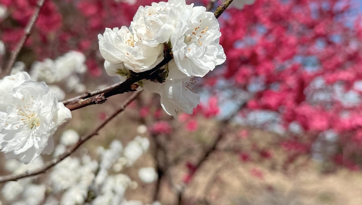 Cherry Blossoms