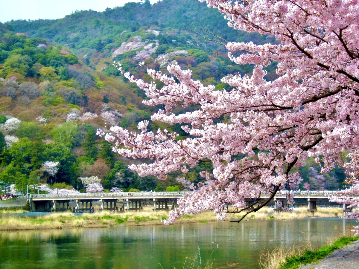 봄의 도게츠쿄 다리