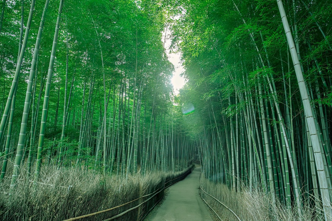 竹林の小径