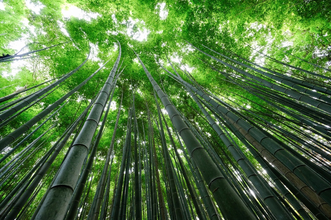 竹林の小径
