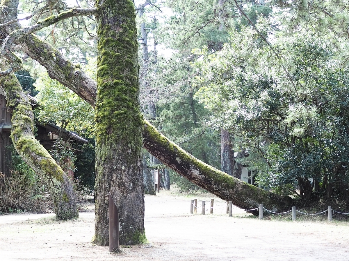 Pine Grove