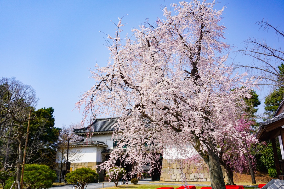清流園の桜