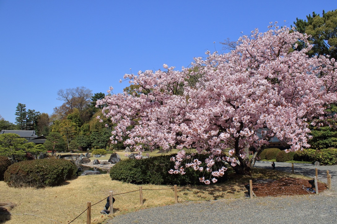 清流園の桜