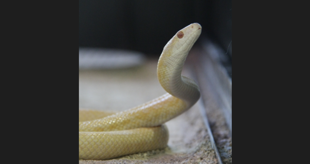 งูขาว