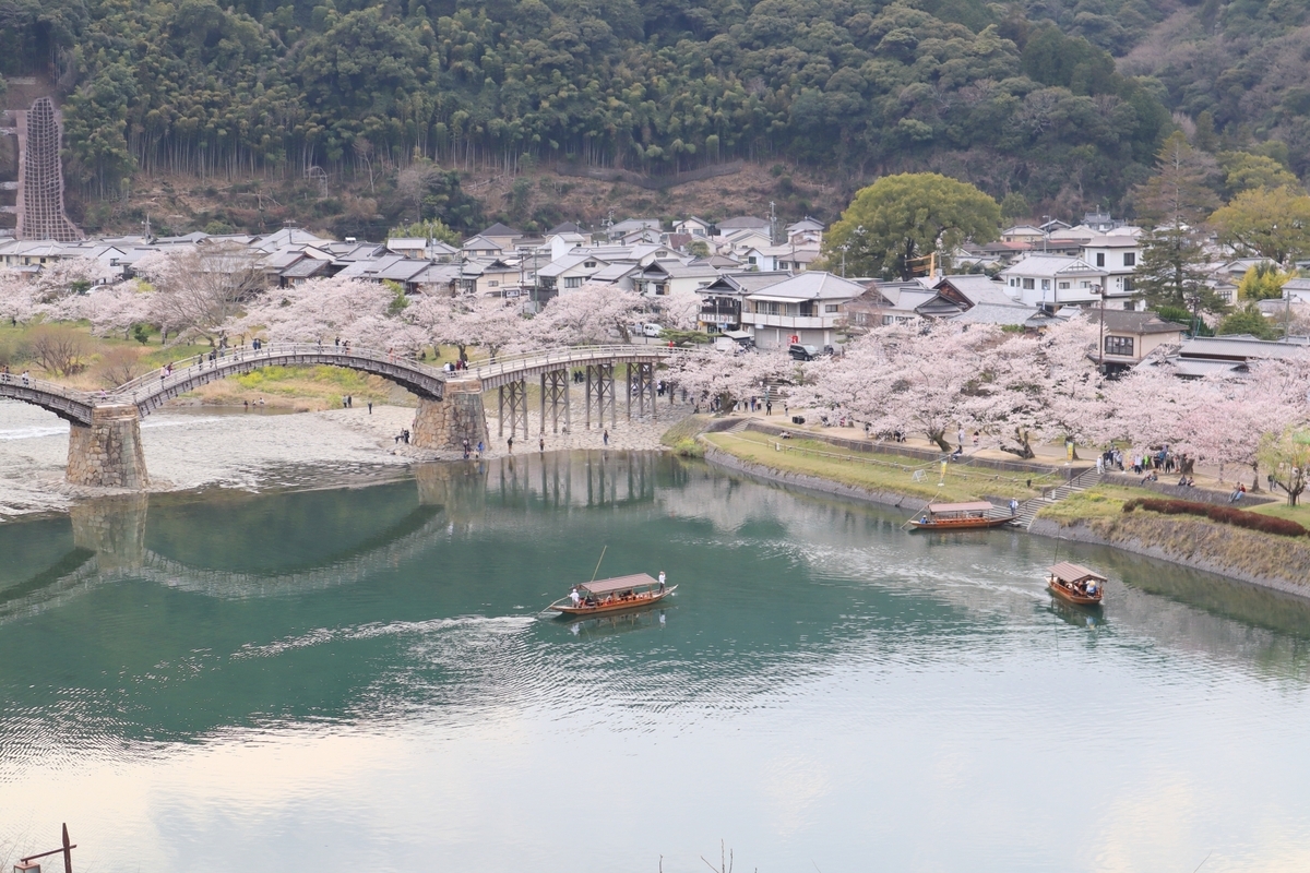 ดอกซากุระและสะพานคินไทเคียวและเรือล่องแม่น้ำ