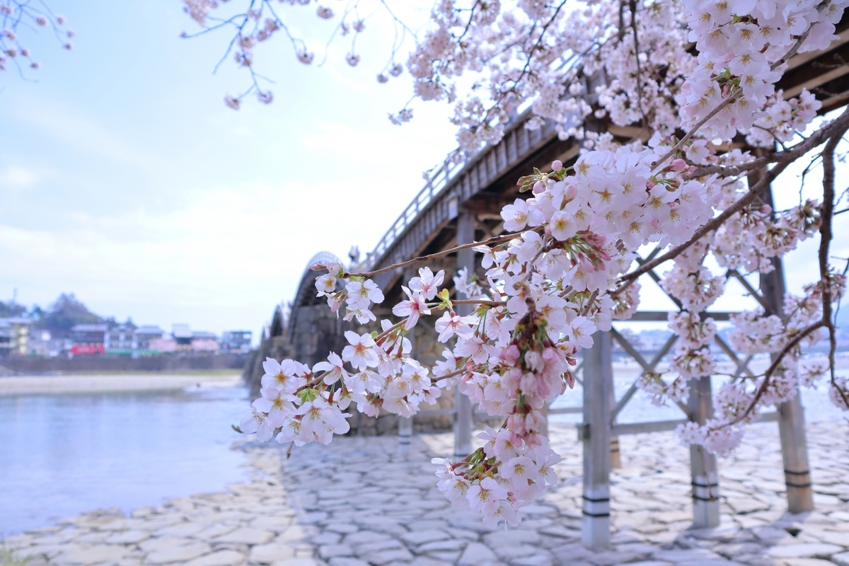 ดอกซากุระกับสะพานคินไทเคียว