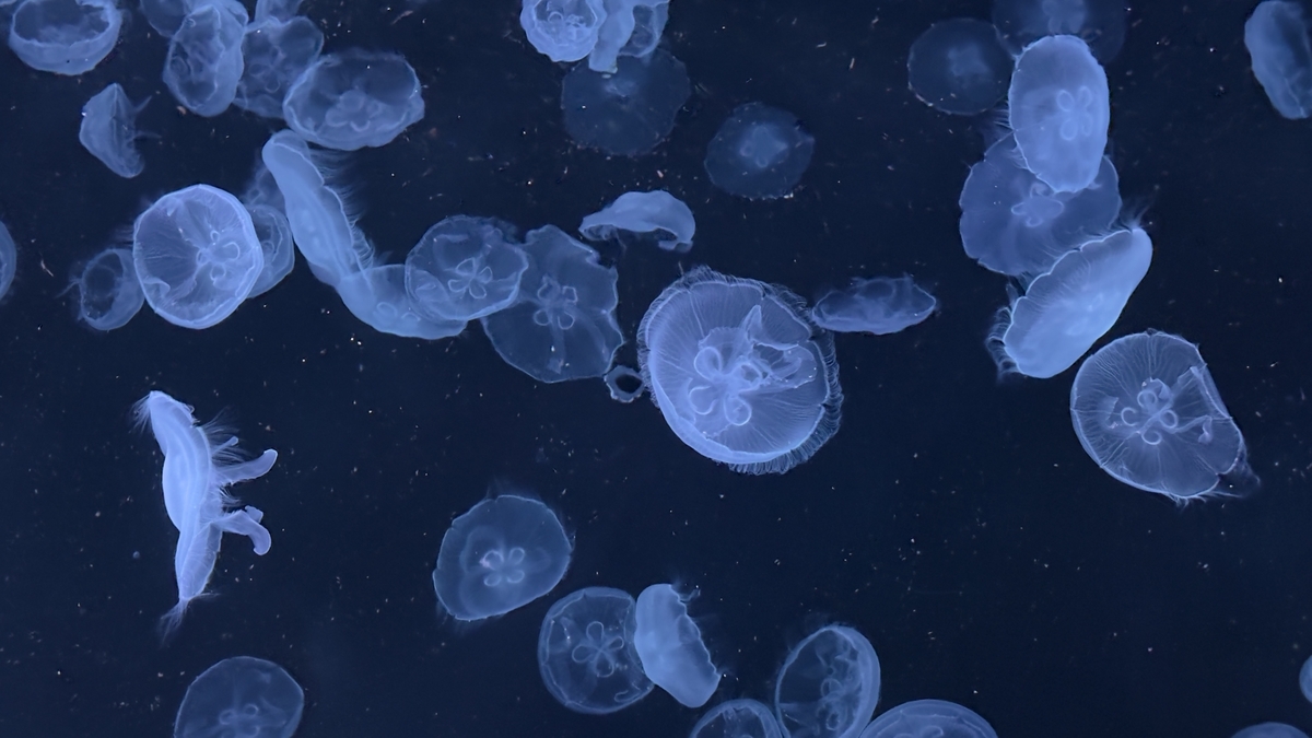 Moon Jellyfish Floating