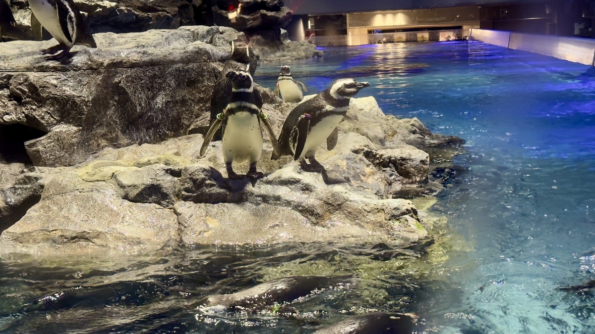 Penguins