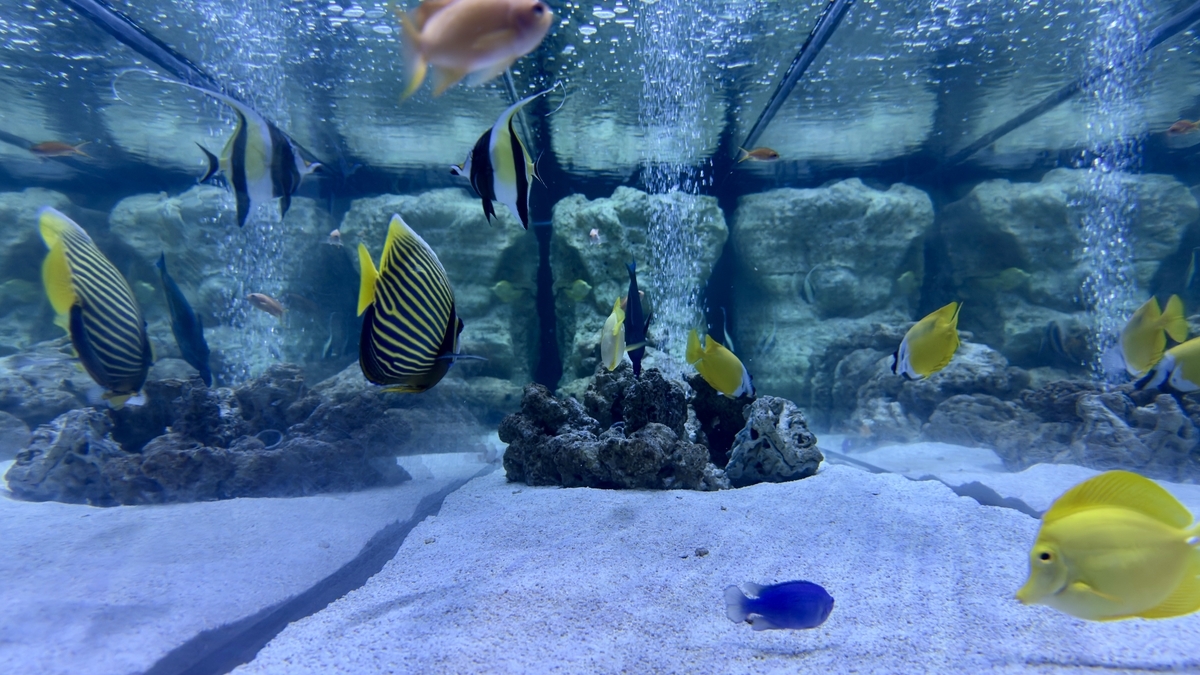 Small Fish