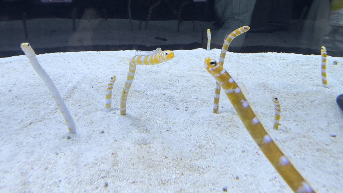 Garden Eels and Trumpetfish