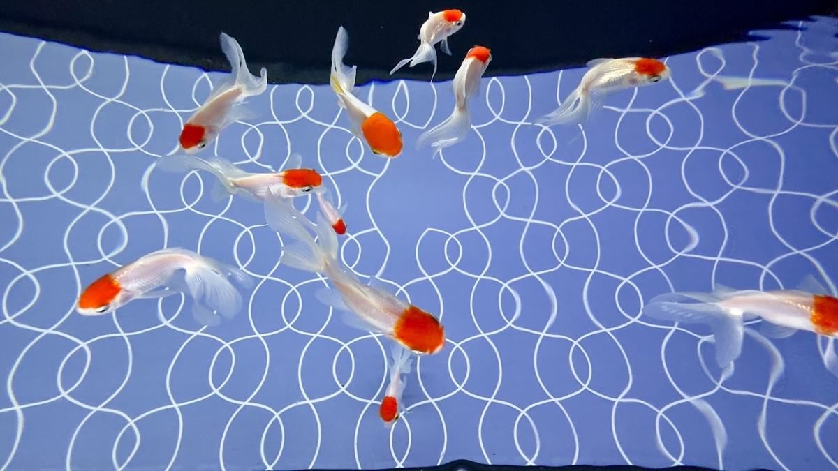 Goldfish