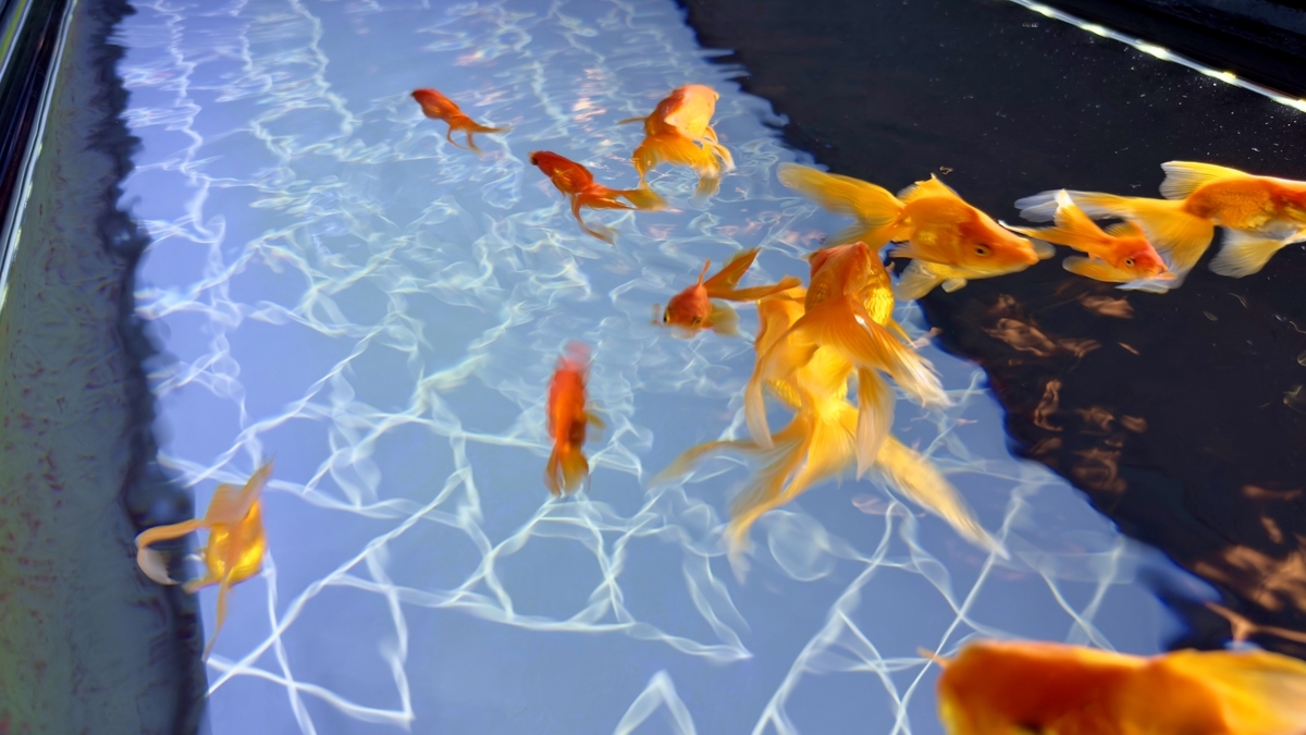 Goldfish